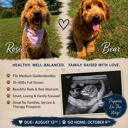 Goldendoodle puppies from Brunsman Country Doodles LLC