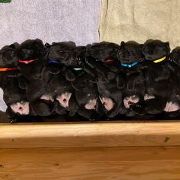 Labrador Retriever Puppies from Corner Crest Labs