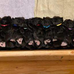 Labrador Retriever Puppies from Corner Crest Labs
