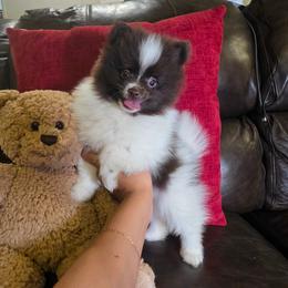 Grace - Chocolate parti male Pomeranian puppy in Smithville, Texas from Lafary Poms