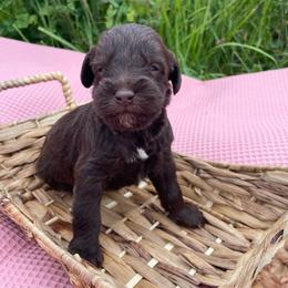 Fleet - Brown male Schnoodle puppy in Lathrop, Missouri from RR Schnoodles
