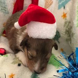 Marshall - Sable and white male Shetland Sheepdog puppy in Kerville, Texas from Cedar Hill Kennels