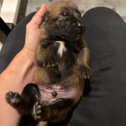 Boy 4 - Mahogany male Belgian Malinois puppy in Markham, Virginia from Skyfall Kennels LLC