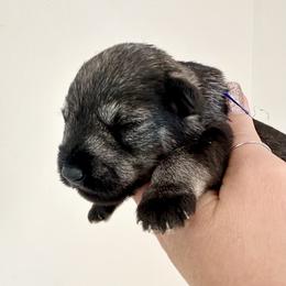 Dark Blue Boy - Salt and pepper male Miniature Schnauzer puppy in Floyd, Virginia from Little River Puppies