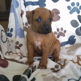 Allie - Wheaten blk nose female Rhodesian Ridgeback puppy in Carney, Oklahoma from River Run Parson Russell terriers & River Run Ridgebacks