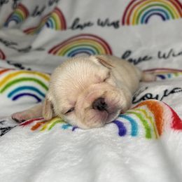 French Bulldog Puppies from Carter’s Kennel