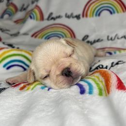 French Bulldog Puppies from Carter’s Kennel