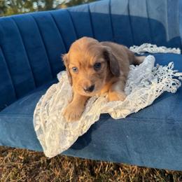 Brooks - Cream male Dachshund puppy in New Albany, Mississippi from Double A. Doxies