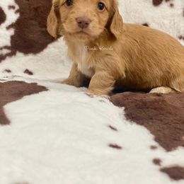 Dachshund Puppies from Pasek Kennels