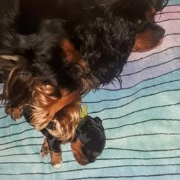 Cavalier King Charles Spaniel Puppies from Jina Ezell