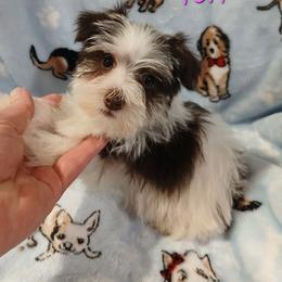 Tori - Parti female Miniature Schnauzer puppy in Midland, Texas from Shebbies Puppy Palace