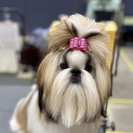 Poodle and Shih Tzu Puppies from Heritage Toy Poodles & Hallmark Jolei Shih Tzus