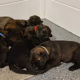 German Shepherd and Siberian Husky Puppies from Sstar