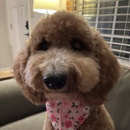 Nellie - Goldendoodle