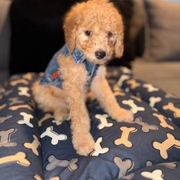 GRINCH BOY - Apricot male Poodle puppy in Porter, Texas from KD's Luxury Nursery