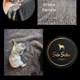 French Bulldog Puppies from Sein Sollen Kennels