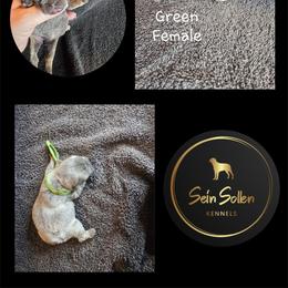 French Bulldog Puppies from Sein Sollen Kennels