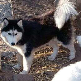 Lela - Siberian Husky