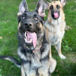 German Shepherds from Taylor's German Shepherds