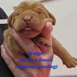 Bridget - Yellow female Labrador Retriever puppy in Sidney, Nebraska from Nebraska Strong Labradors
