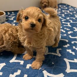 Comet - Champagne male Maltipoo puppy in Newport Beach, California from Exotic City Pomeranians and chihuahuas