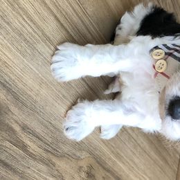 Cavalier King Charles Spaniel and Cavapoo Puppies from VITPOM PUPPIES
