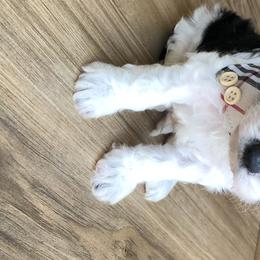 Cavalier King Charles Spaniel and Cavapoo Puppies from VITPOM PUPPIES