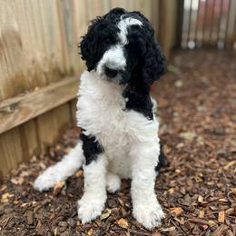 Tsunami - Parti female Poodle puppy in Harpers Ferry, West Virginia from Oso Perfect Poodles and Doodles