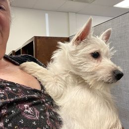 Chesapeake Bay Retriever and West Highland White Terrier Puppies from BlueBelle's Canine Companions