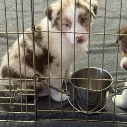 Red merle girl - Red merle male Australian Shepherd puppy in Lancaster, California from Leyline Australian Shepherds