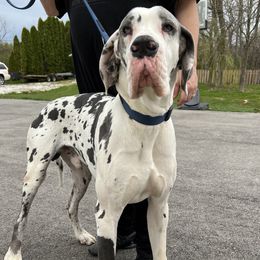 Mac - Great Dane
