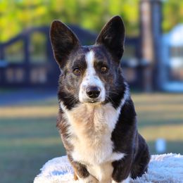 Lando - Cardigan Welsh Corgi