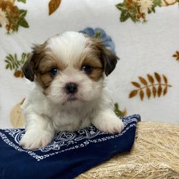 Moxley - Gold and white male Shih Tzu puppy in Klamath Falls, Oregon from Bel Aire Beauties