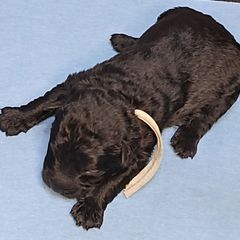 Blue boy - Silver gray male Pumi puppy in Corvallis, Oregon from Szimfónia Pumi Kennel
