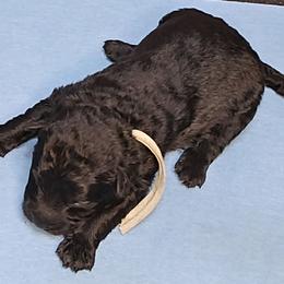 Blue boy - Silver gray male Pumi puppy in Corvallis, Oregon from Szimfónia Pumi Kennel
