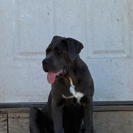 Girl 4 - Gray female Cane Corso puppy in Granbury, Texas from Revolutions Kennel