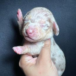 Bee-CKC - Dapple female Dachshund puppy in Tecumseh, Oklahoma from MoonBerry Miniature Dachshunds