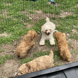 Australian Shepherd and Poodle Puppies from The Mason Farm