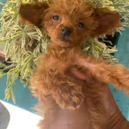 Syrah - Red  Poodle puppy in El Sobrante, California from Mckendra's Legacy