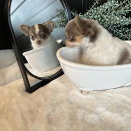 Chihuahua Puppies from So Sweet Chihuahuas