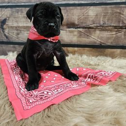 Hot pink-Straw carrier - Black female Cane Corso puppy in Fritch, Texas from Carrie Brown's Cane Corsos