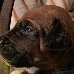 Boy 5 - Rd whtn blk nose Rhodesian Ridgeback puppy in Cary, Illinois from Blyde River Rhodesian Ridgebacks