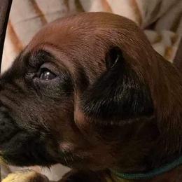 Boy 5 - Rd whtn blk nose Rhodesian Ridgeback puppy in Cary, Illinois from Blyde River Rhodesian Ridgebacks