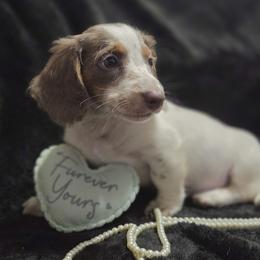 Dobby - Piebald male Dachshund puppy in Bandera, Texas from Pup Cakes