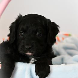 Gucci - Black and white male Cavapoo puppy in Shelley, Idaho from Grace's Puppies