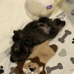 Australian Shepherd, Miniature Australian Shepherd, and Miniature Schnauzer Puppies from Rocky Mountain Aussies