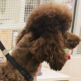 Scout - Bernedoodle