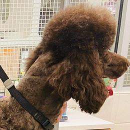 Scout - Bernedoodle