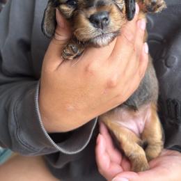 Tofu - Red female Dachshund puppy in Artesia, California from Woodie Weens