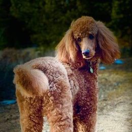 Poodles from Marquis Diamond Standard Poodles